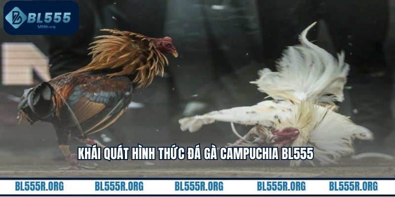 Khái quát hình thức đá gà Campuchia BL555 