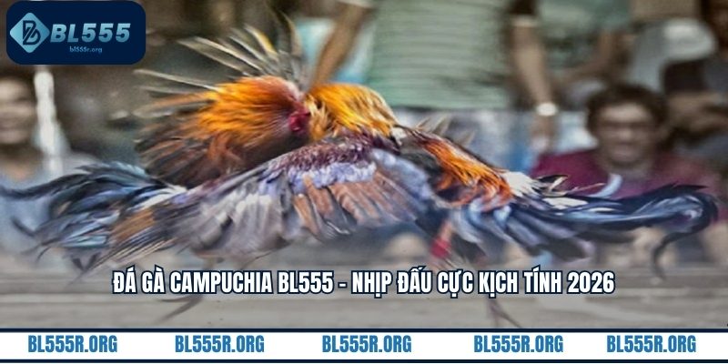 Đá gà Campuchia BL555